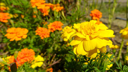 鮮やかなマリーゴールドの花畑