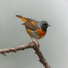 Fototapeta premium Nitticora.Nitticora.Barbuto cappuccino .