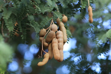 Sweet tamarind and leaf on the organic trees. Raw tamarind fruit hang on the tamarind tree in the garden with natural background. Fresh and colorful fruits that is high in vitamin C.