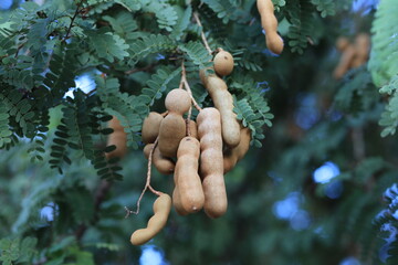 Sweet tamarind and leaf on the organic trees. Raw tamarind fruit hang on the tamarind tree in the garden with natural background. Fresh and colorful fruits that is high in vitamin C.