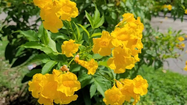 tecoma stand or yellow elder