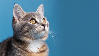Fototapeta premium Adorable Cat Gazing Upward on a Solid Blue Background Perfect Banner Design for Cat Lovers and Pet Enthusiasts, Ideal for Social Media, Blogs, and Website Headers