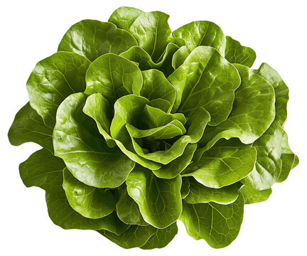 PNG Fresh green butterhead lettuce on a white background