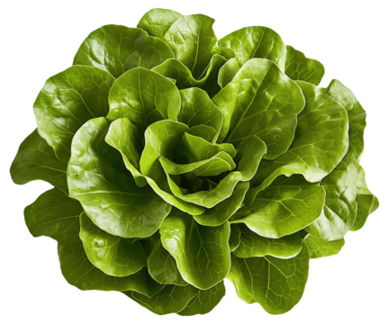 PNG Fresh green butterhead lettuce on a white background