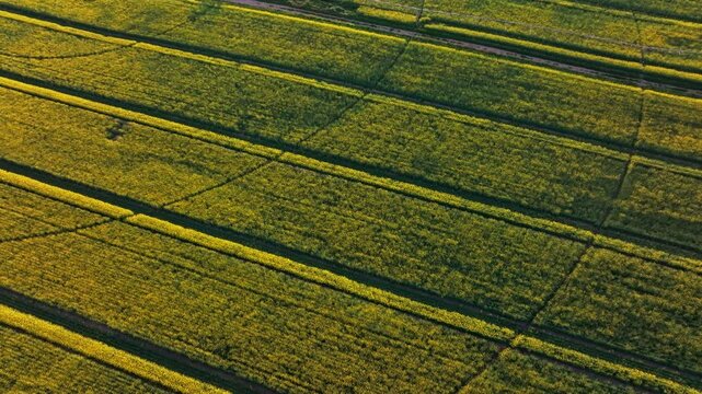A drone captures vast fields of oilseed rape at sunset, with rows of bright yellow, flowering crops stretching across the farmland, forming a striking pattern against the open landscape, Spain