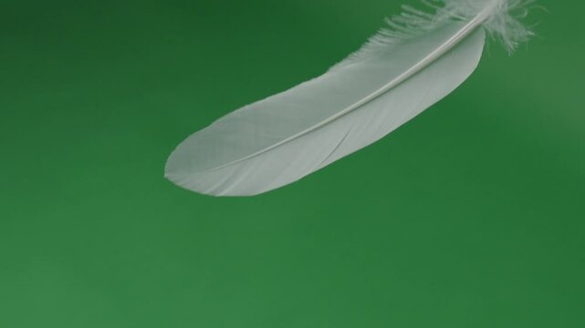 Feather movement on a green screen. Feathers moving float and fly in front of the camera. Green screen chroma key technique for use in video or film production. White birdwing against green background