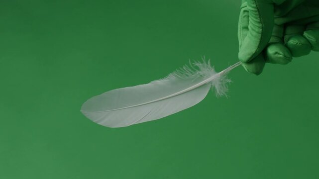 Feather movement on a green screen. Feathers moving float and fly in front of the camera. Green screen chroma key technique for use in video or film production. White birdwing against green background