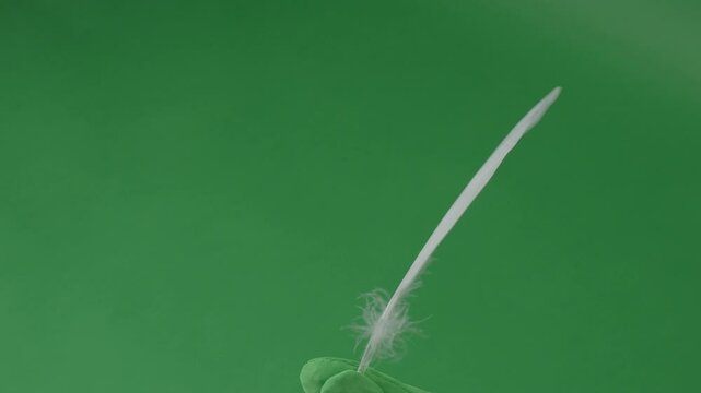 Feather movement on a green screen. Feathers moving float and fly in front of the camera. Green screen chroma key technique for use in video or film production. White birdwing against green background