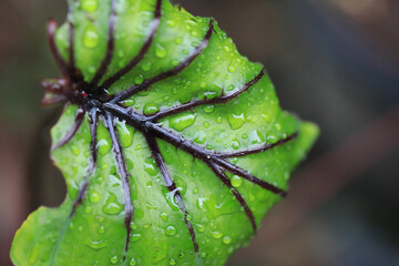 Rare and exotic tropical plant - Beautiful green tree The rainforest is home to the Pharaoh's Mask elephant ear (Colocasia Pharaoh's Mask), a tropical plant with large, glossy green leaves.