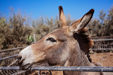 Fototapeta premium Close-Up of Donkey at Farm with Blue Sky Background outdoors