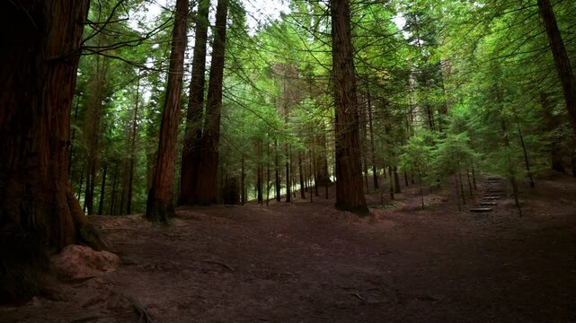 Landscape of a lush redwood forest in the Monte Cabez&oacute;n Redwoods Natural Monument, Cabezon de la Sal, Cantabria, Spain.