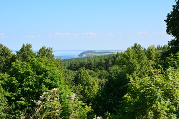 Obraz premium a view of the ocean from the forest with blue sky in the background