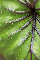 Rare and exotic tropical plant - Beautiful green tree The rainforest is home to the Pharaoh's Mask elephant ear (Colocasia Pharaoh's Mask), a tropical plant with large, glossy green leaves.