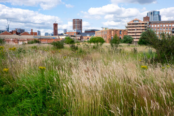 Fototapeta premium Area of grassy waste land in city