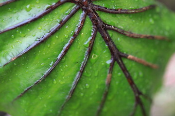 Rare and exotic tropical plant - Beautiful green tree The rainforest is home to the Pharaoh's Mask elephant ear (Colocasia Pharaoh's Mask), a tropical plant with large, glossy green leaves.