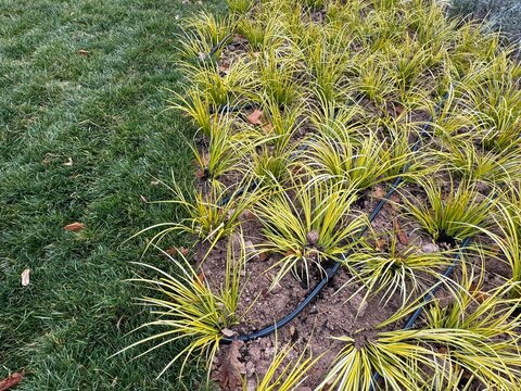 Acorus gramineus 'Variegatus', perennial plant with white and green leaves. Slender sweet flag ogon. Japanese sweet flag, Japanese rush, grassy-leaved sweet flag, and grass-leaf sweet flag. 

