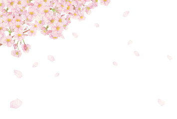 手描きの水彩画：左上に桜の花吹雪背景　切り抜き　枝と蕾付き（日本）
