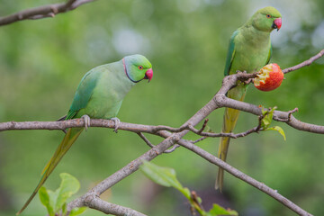 The rose-ringed parakeet eats seeds, sunflower & nuts kernels in St James's Park, London, Great Britain,Uk