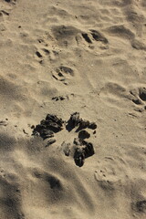 Traces of a long gone wooden pier standing in the sand.