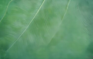 Close-up View of Lush Green Leaf Texture
