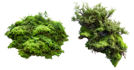 Moss and shrub clumps with vibrant green texture, PNG image, Cutout, Isolated on white background