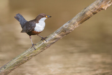 White Throated Dipper sat perched on Branch above stream with insects in mouth, nesting season
