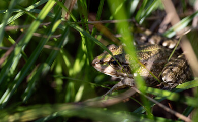 A small toad hides in the grass. The animal is looking for shelter.