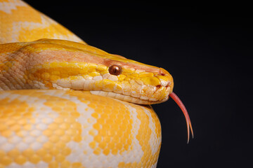 Close-up of a yellow python against a black background showing its brightly colored scales, Tree Snake