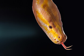 Fototapeta premium Close-up of a yellow python against a black background showing its brightly colored scales, Tree Snake