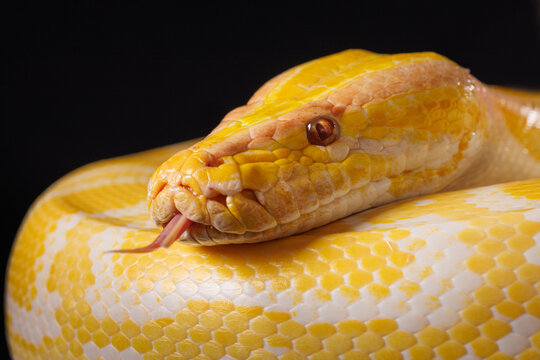 Close-up of a yellow python against a black background showing its brightly colored scales, Tree Snake