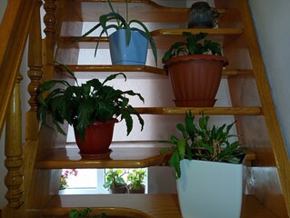 Many pots with houseplants on wooden steps. Decorating rooms with decorative plants.