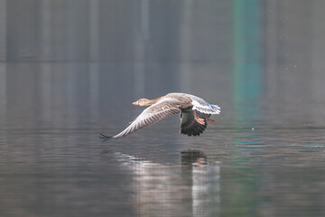 Graylag Goose in the flight. The Greylag goose (Anser anser) is a large goose in the waterfowl family Anatidae.