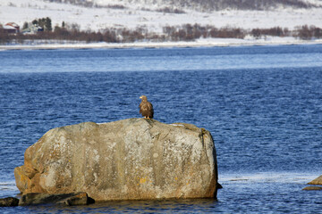Aquila di mare tra i fiordi delle isole Vesteralen. Norvegia del nord.