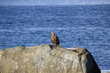 Aquila di mare tra i fiordi delle isole Vesteralen. Norvegia del nord.