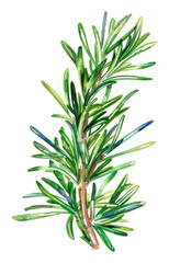Obraz premium PNG An isolated fresh rosemary illustration vibrant herbal.