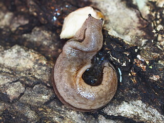 ヤマナメクジのアップ