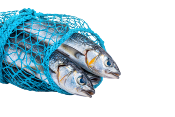Fresh Fish in Blue Net Isolated on White

