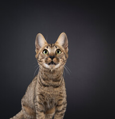 Head shot of fantastic young Savannah cat, sitting up facing front. Looking very surprised up and above camera with friendly eyes. Isolated on a black background.
