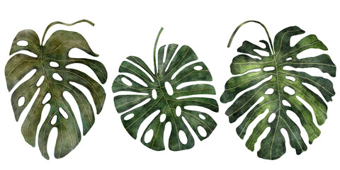 Set with 3 hand drawn watercolor monstera leaves. Isolated images on white background. © September girl
