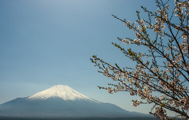 View of Sakura Cherry blossoms and Mount Fuji in Yamanashi prefecture in Japan