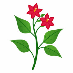 flower isolated on white