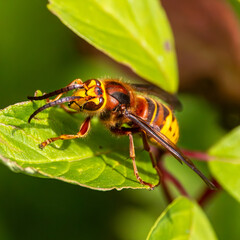 European hornet, vibrant brown and yellow insect from the wasp family. Detailed macro.