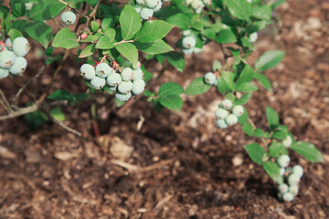 ripe and unripe blueberries on a lush green bush. The vibrant blue and green hues of the berries stand out against the rich foliage, capturing the essence of fresh summer produce.Copy space