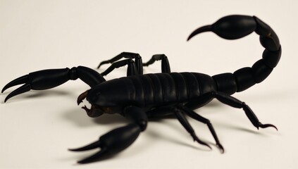 High-quality scorpion silhouettes for tattoos and design symbolizes protection transformation independence solitude and intelligence