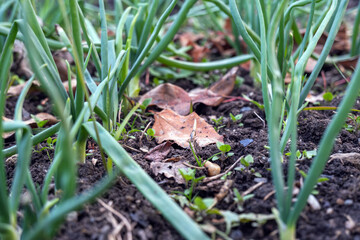 green onion plants growing in the garden, close-up, selective focus