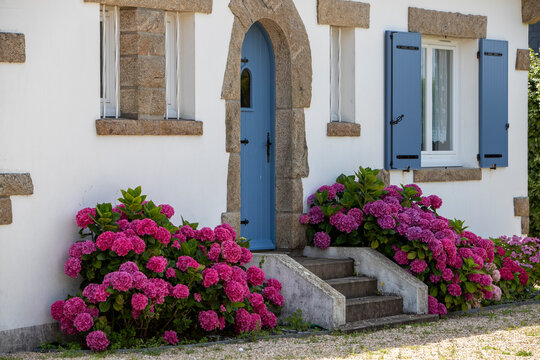 Entr&eacute;e d'une maison bretonne dans le Morbihan, au sud de la Bretagne. Avec un escalier en pierre, une porte et des volets en bois bleu, deux grands massifs d'hortensias en fleurs.