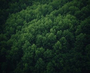 Majestic Canopy of a Lush Forest