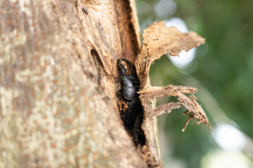 A spade beetle on a tree trunk