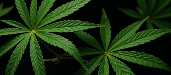 A seamless pattern featuring a cannabis leaf on black background for decorative purposes