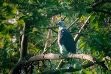 Graukopfseeadler